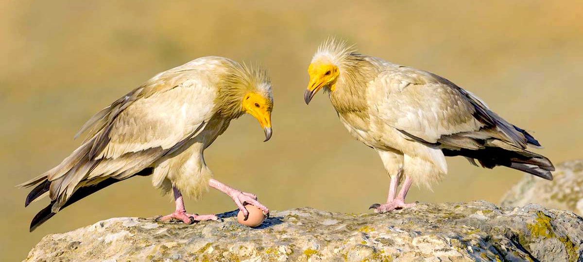 Птицы Дагестана